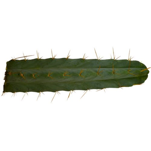 Bolivian Torch 25 30 Cm Trichocereus Bridgesii huismerk kopen in de aanbieding Bolivian Torch 25 30 Cm Trichocereus Bridgesii huismerk kopen in de aanbieding